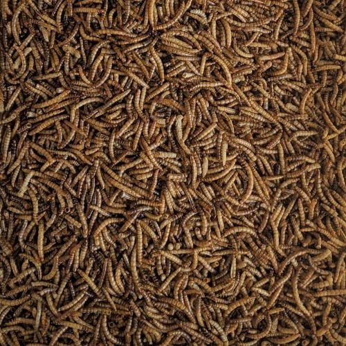 Gusanos de la Harina (tenebrio) 5 KG.