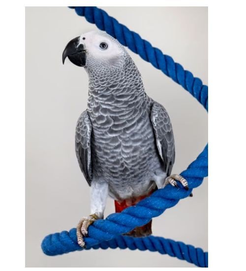 Psittacus Pienso Alta Energia 800 GR. - Imagen 3