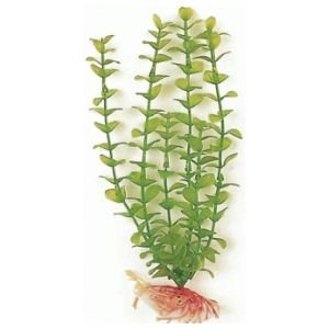 Green Bacopa 20 CM. Planta Acuario