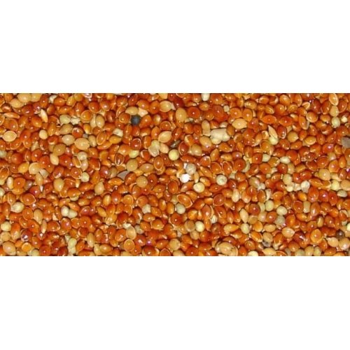 Mijo Rojo Vinci 25 KG.