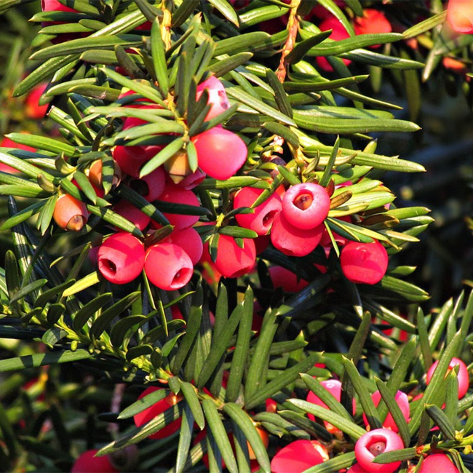 Miera Mugal 1 Litro. - Imagen 4