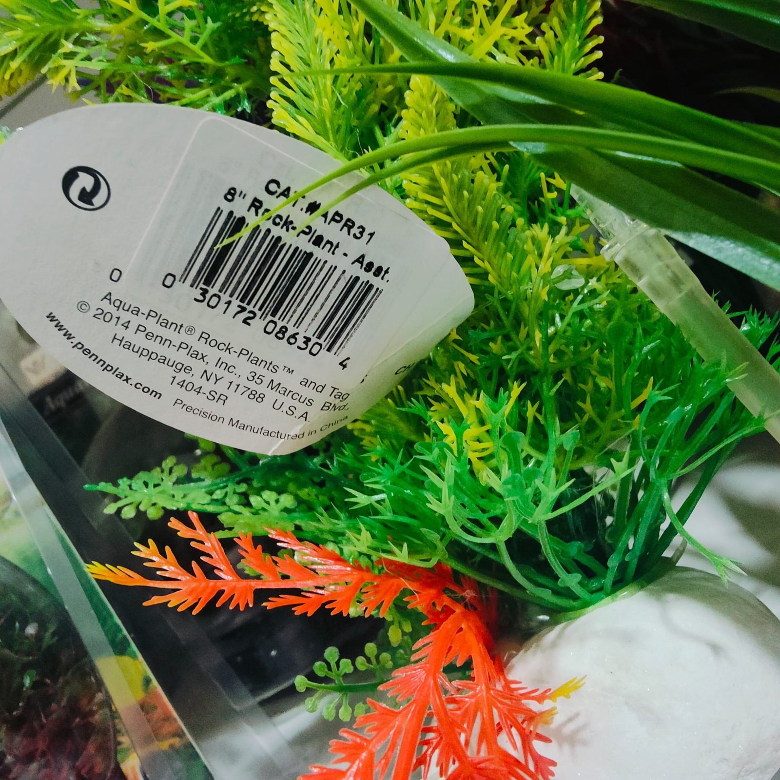 Planta Rock 20 Cm. - Imagen 2