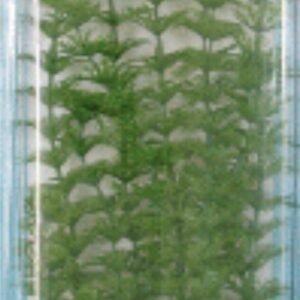 Planta Ambulia Plus (28-33CM) ***