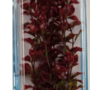 Planta Red Luwigia Plus (46CM)