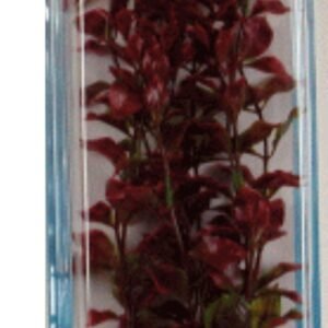 Planta Red Luwigia Plus 28-33 CM.