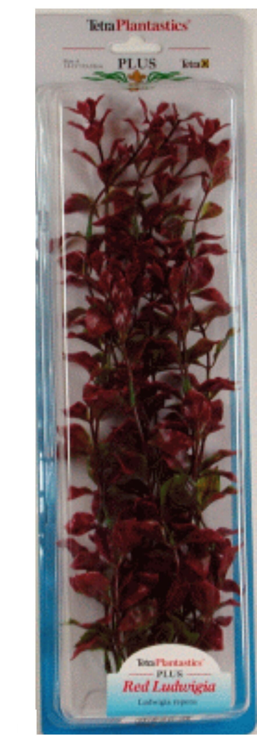 Planta Red Luwigia Plus 28-33 CM.