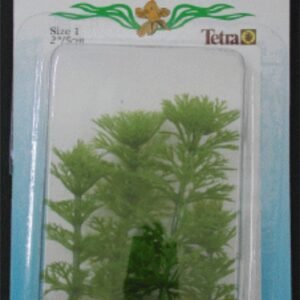 Planta Ambulia Foreground 5 CM. ***