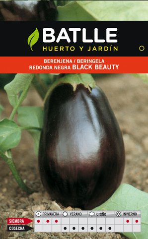 Berenjena Redonda Black Beauty
