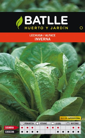 Lechuga Inverna S.SUPERINVERNA