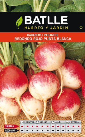 Rabanito Redondo Rojo Punta Blanca Sobre