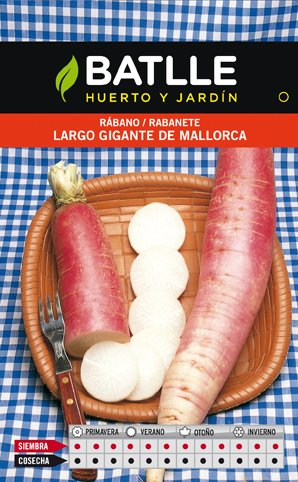 Rabano Gigante Mallorca Sobre