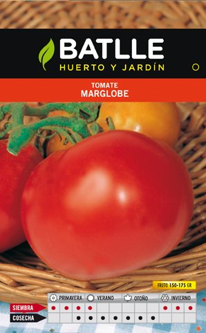 Tomate Marglobe