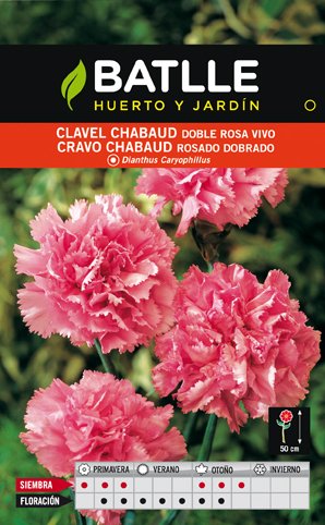 Clavel Chabaud Rosa