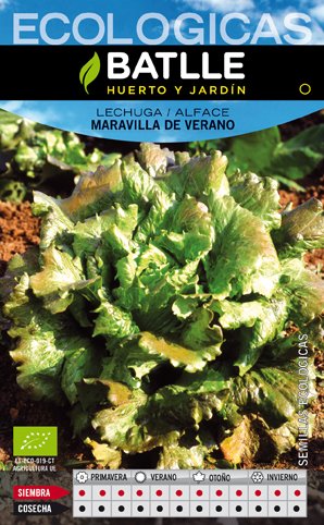 Lechuga Maravilla de Verano- Eco