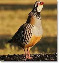 Perdices Celo y Caza 25 KG.