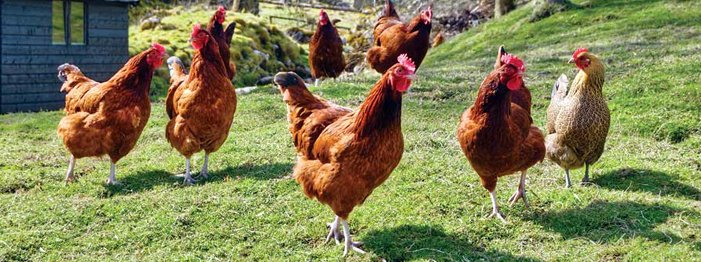 Gallinas Ponedoras Granulo 25 Kg