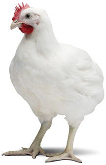 Pollos Engorde Casqueado 25 KG.