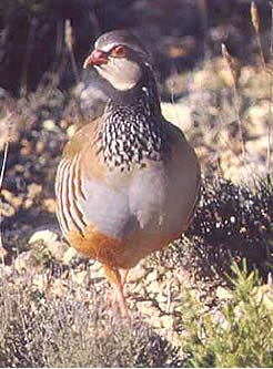 Perdices Mantenimiento 25 KG.