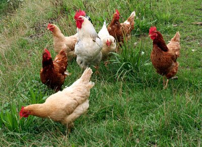 Aves de Corral 35 KG. Camperas