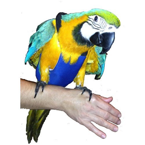 Pañal para Guacamayo