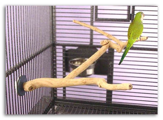 Sun Parrots Percha Java Multibranch Small