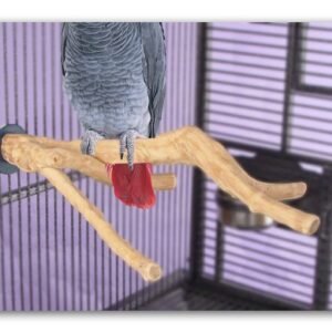 Sun Parrots Percha Java Multibranch Medium