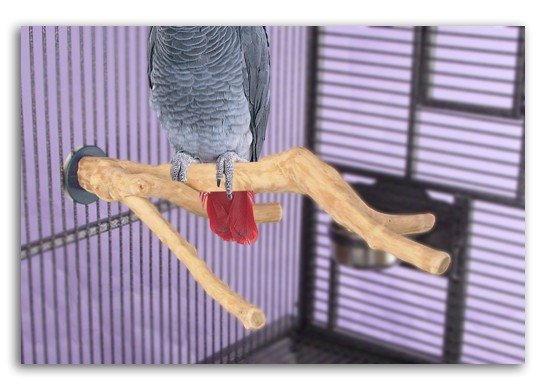 Sun Parrots Percha Java Multibranch Medium