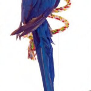 Sun Parrots Espiral Algodon Medium