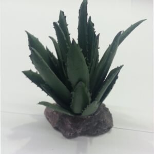 Cactus Sierra Madre 12CM.**