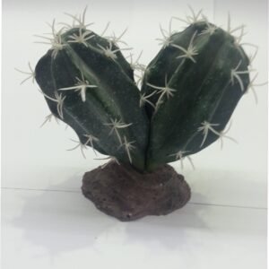 Cactus Sinai 13 CM.**