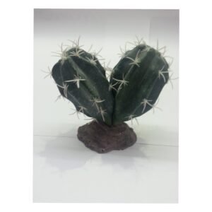 Cactus Sinai 13 Cm