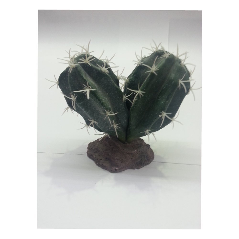 Cactus Sinai 13 Cm