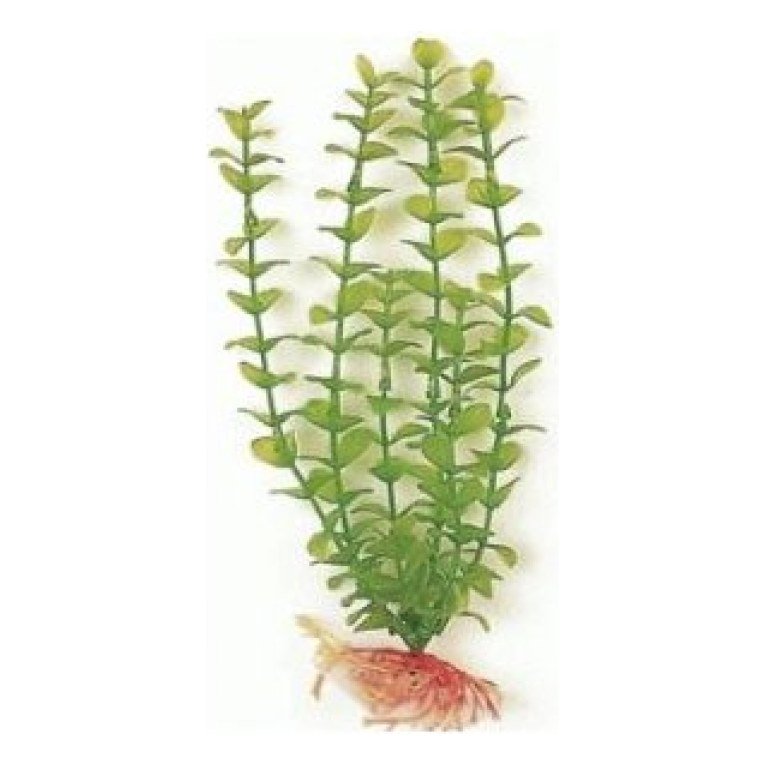 Green Bacopa 20 Cm. Planta Acuario