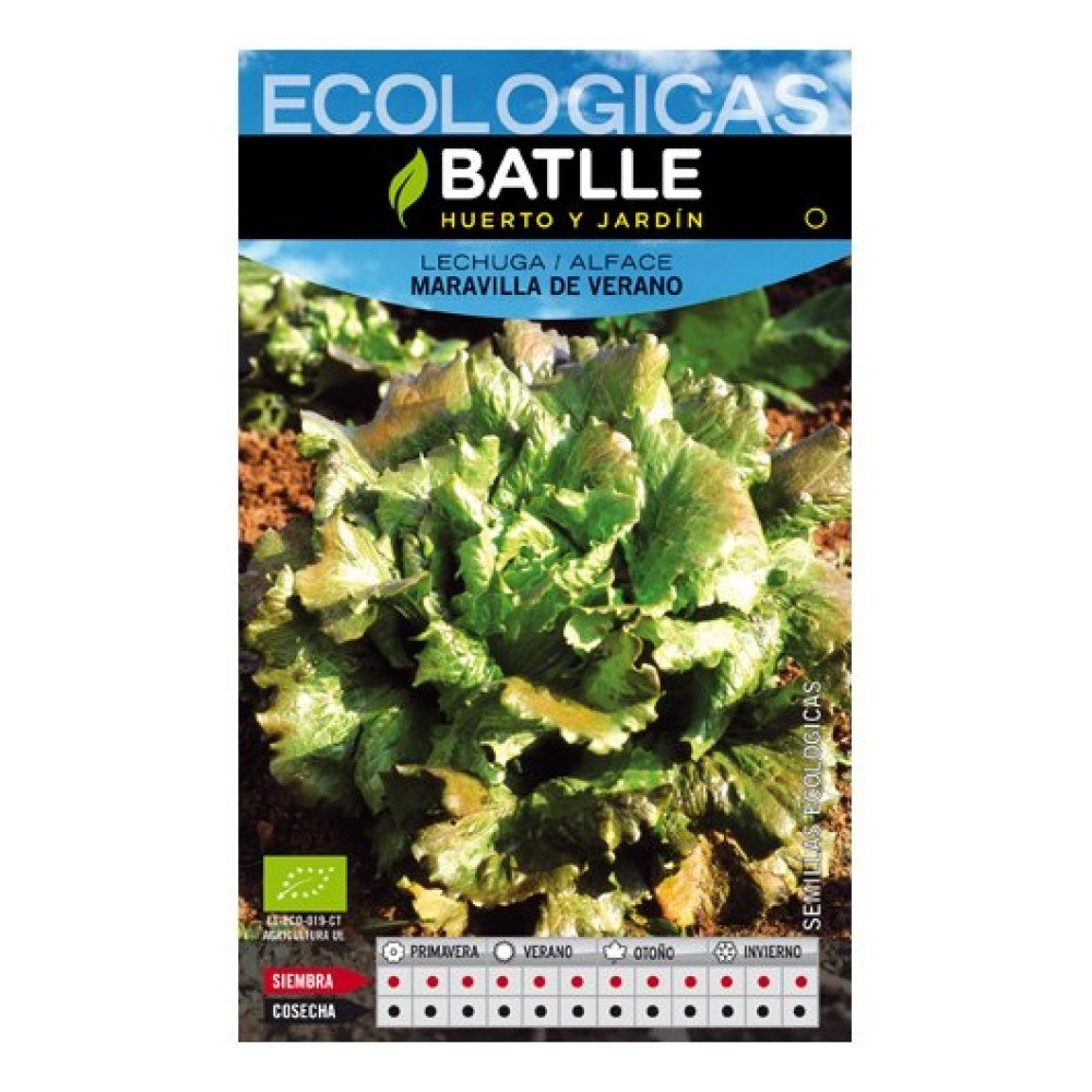Lechuga Maravilla de Verano- Eco
