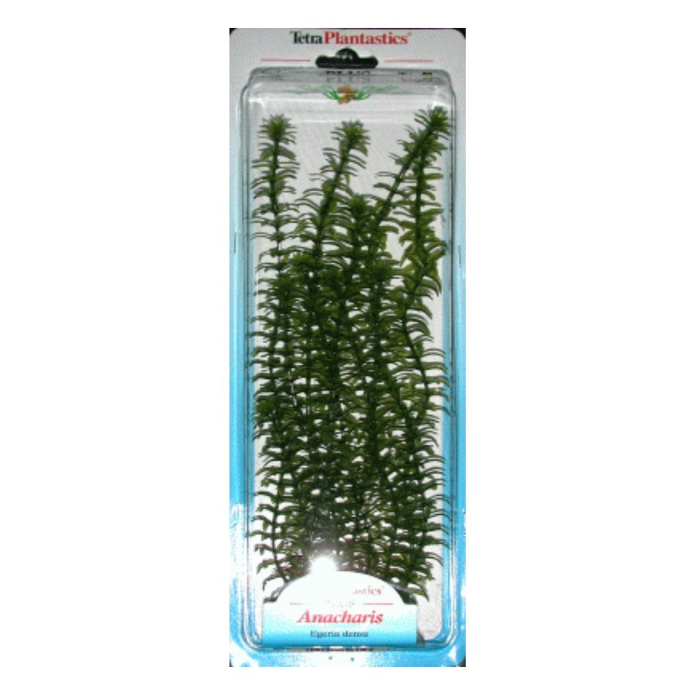Planta Anacharis Plus, 20-25 Cm
