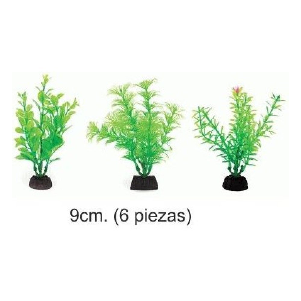 Planta Aqua Green 9 cm 6 Piezas