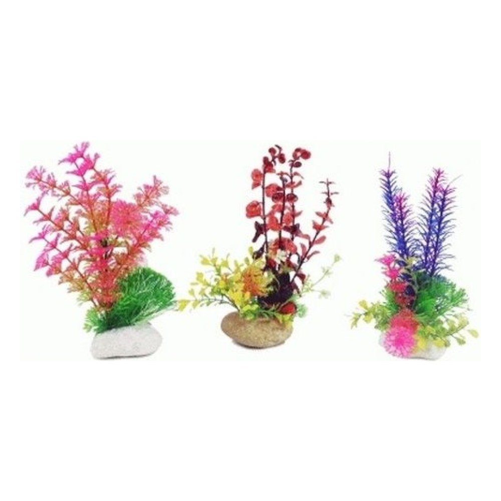Planta Rock 20 Cm