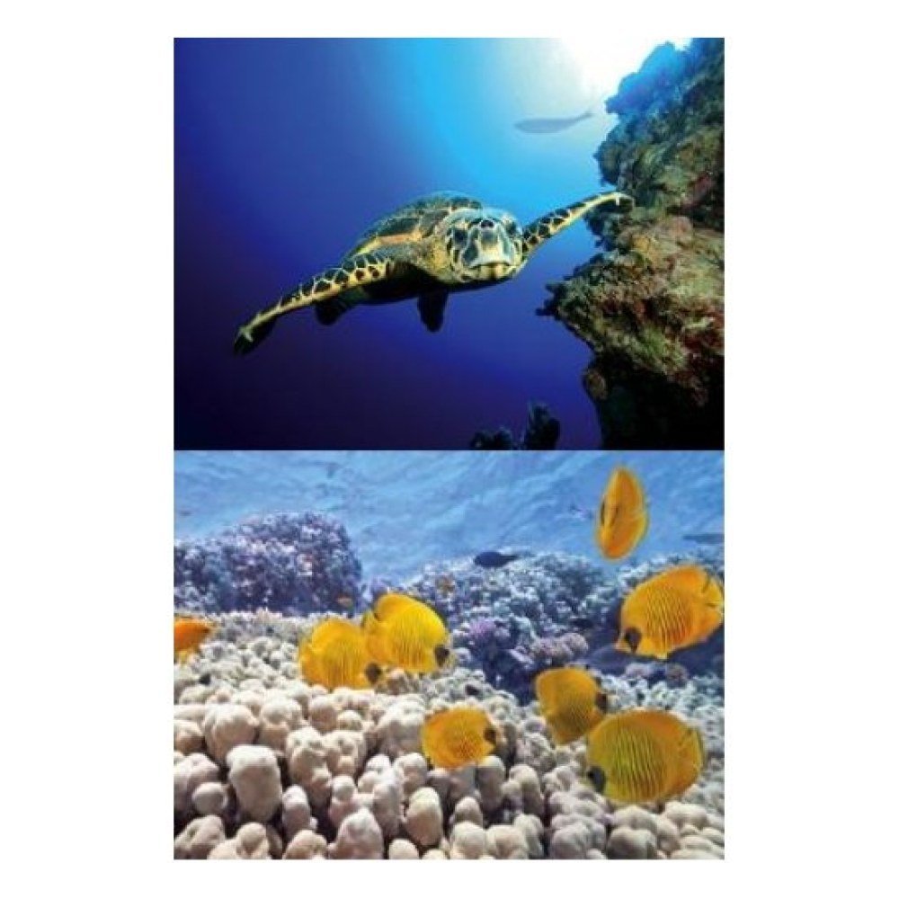 Tetra Decoart Lamina Tortuga&arrecife
